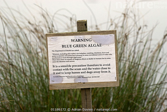 Stock photo of Warning sign for Blue-Green Algae on water surface ...