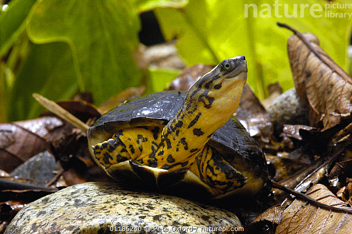Stock photo of Colombian wood turtle (Rhinoclemys melanosterna) Captive ...