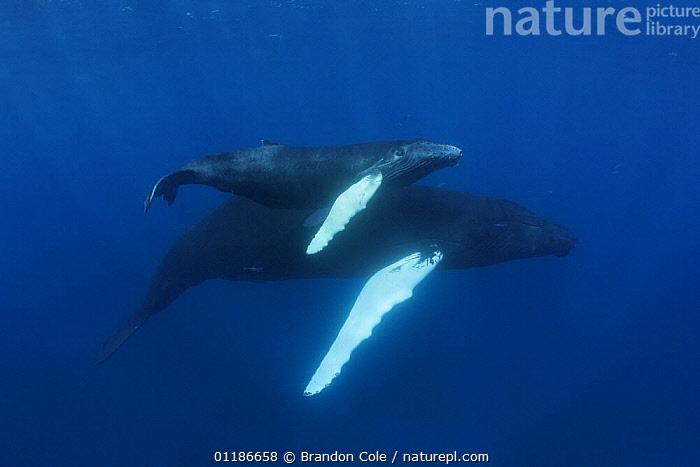 Stock Photo Of Humpback Whales (Megaptera Novaeangliae) Mother And Calf ...