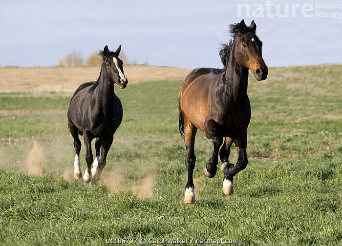 Stock photo of Black Warmblood mare (Equus caballus) chasing bay