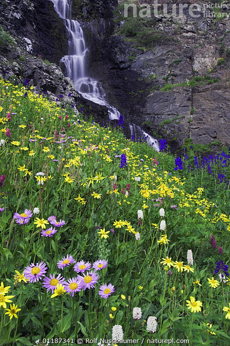 Stock photo of Waterfall and wildflowers in alpine meadow - Showy Daisy ...
