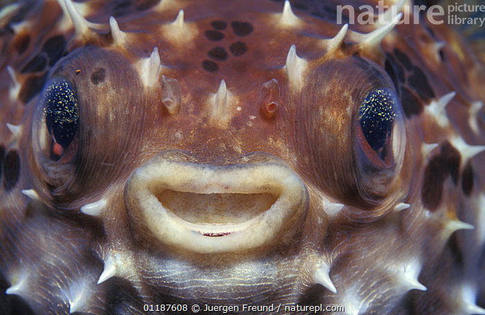 Stock photo of Close up of face of inflated pufferfish {Arothron sp},  Indo-Pacific. Available for sale on