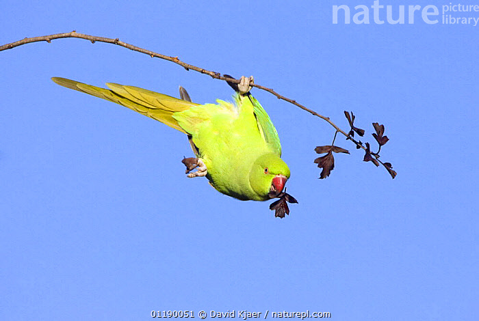 Side View Of A Roseringed Parakeet Psittacula Krameri Stock Photo -  Download Image Now - iStock
