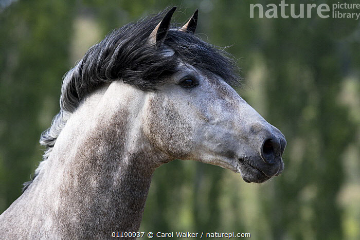 Peruvian Grey Stock photo of Grey Peruvian Paso Stallion, Ojai, California, USA ...