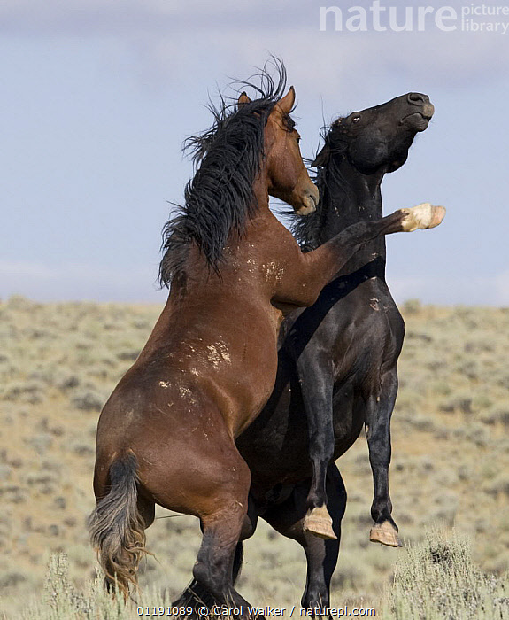 Dois Cavalos Selvagens Abraçando Pulando Área Mccullough Peaks