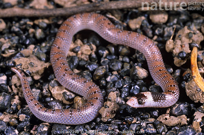 Stock Photo Of Australian Coral Snake {Brachyurophis Australis ...