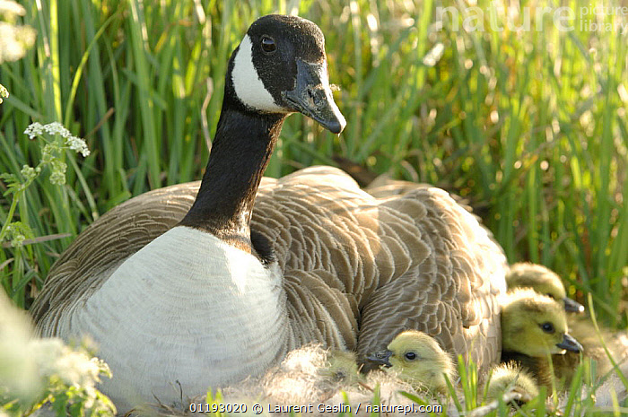 Canada goose 2024 london sale