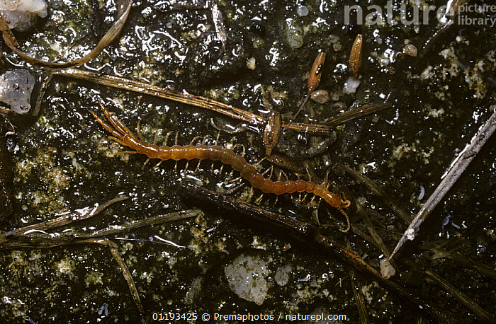 Stock photo of Scolopendromorph centipede (Cryptops hortensis) in ...