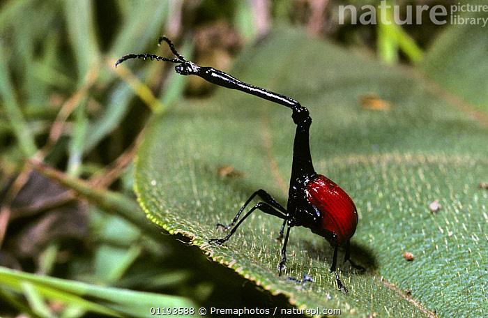 Giraffe Weevil The Giraffe Necked Weevil !! A Beautiful Insect From