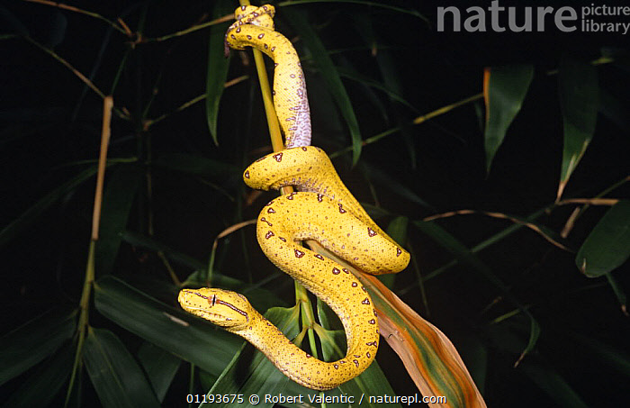 Stock photo of Green tree python {Morelia / Chondopython viridis ...