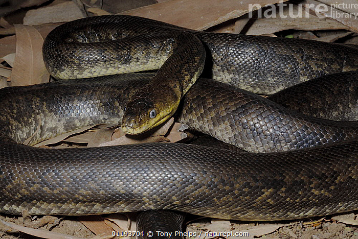Macklot's Python Size Stock photo of Macklot's Python (Liasis mackloti) Captive, native to ...