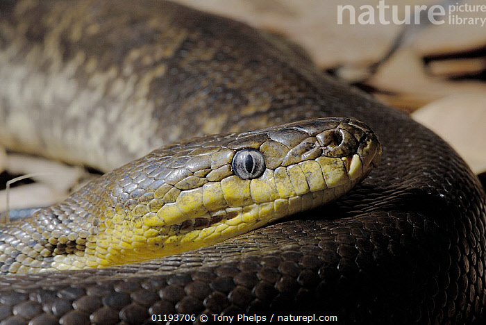 Stock photo of Macklot's Python (Liasis mackloti) Captive, native to ...