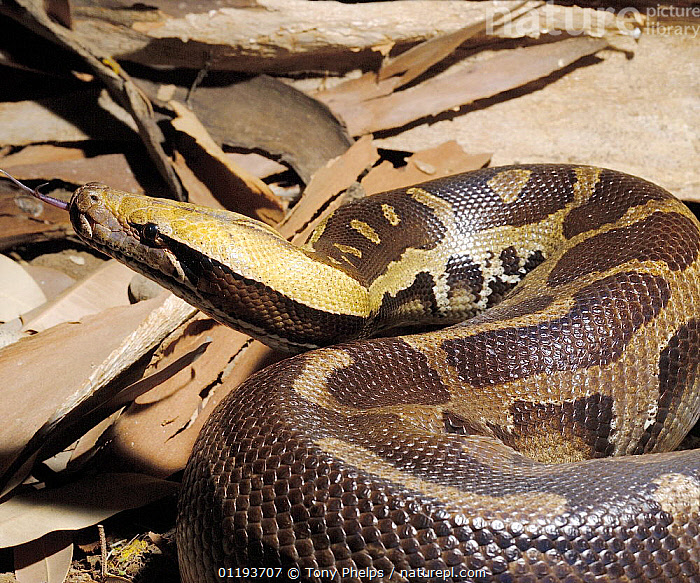Stock photo of Blood Python (Python curtus) sensing air with tongue ...
