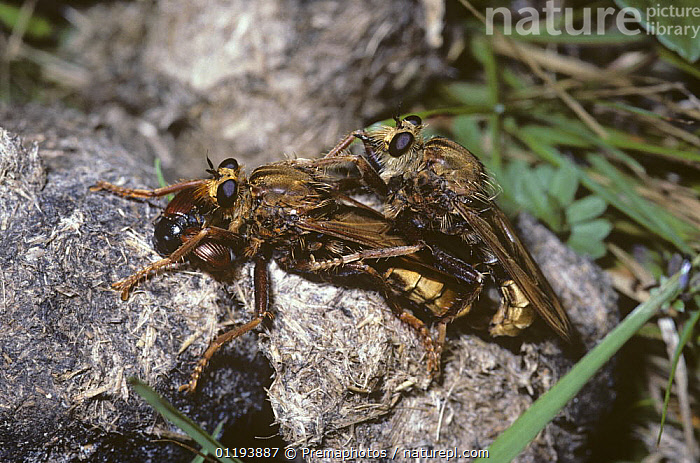 Stock photo of Hornet robber fly (Asilus crabroniformis) mating pair ...