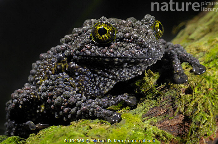 vietnamese mossy frog habitat