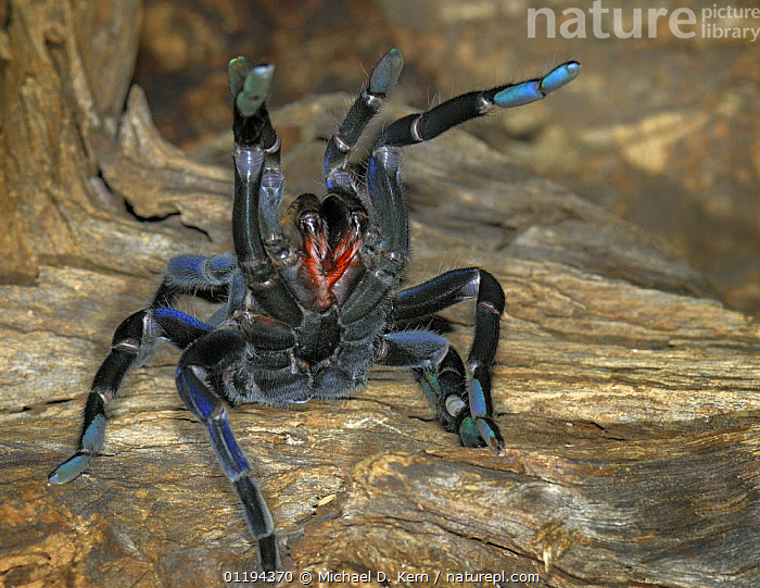 tarantula (Hysterocrates spec.), in defence posture with extended  cheliceras, cut-out, Cameroon, Stock Photo, Picture And Rights Managed  Image. Pic. BWI-BS413695 | agefotostock