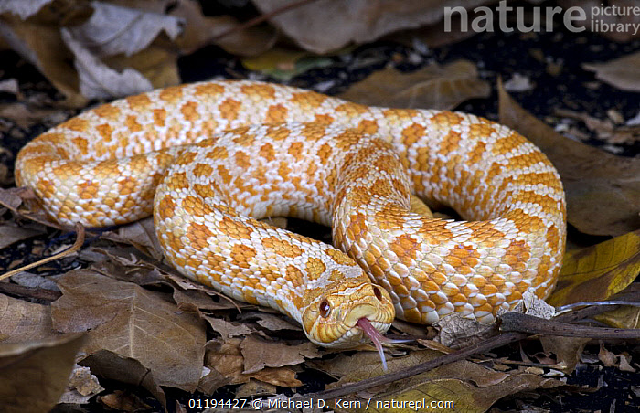 Stock Photo Of Western Hognose Snake {Heterodon Nasicus} Captive, From ...