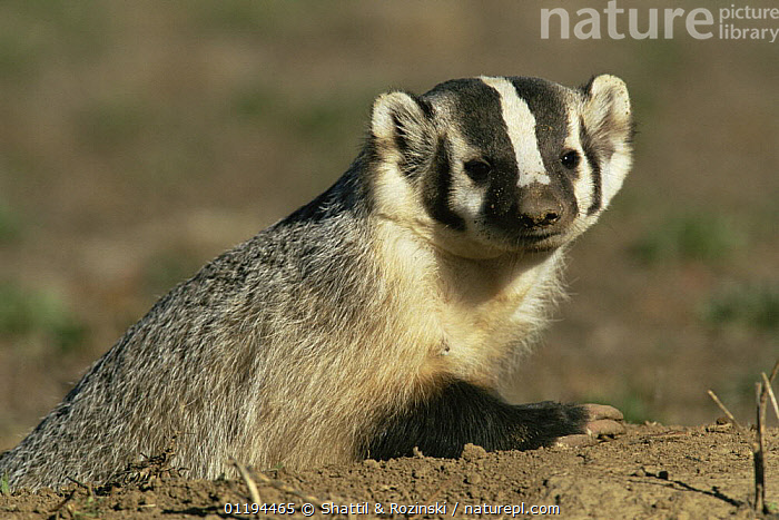 Stock photo of American badger {Taxidea taxus} at burrow, Rocky Mt ...