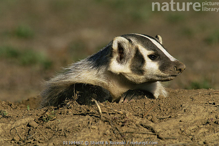 Stock photo of American badger {Taxidea taxus} at burrow, Rocky Mt ...