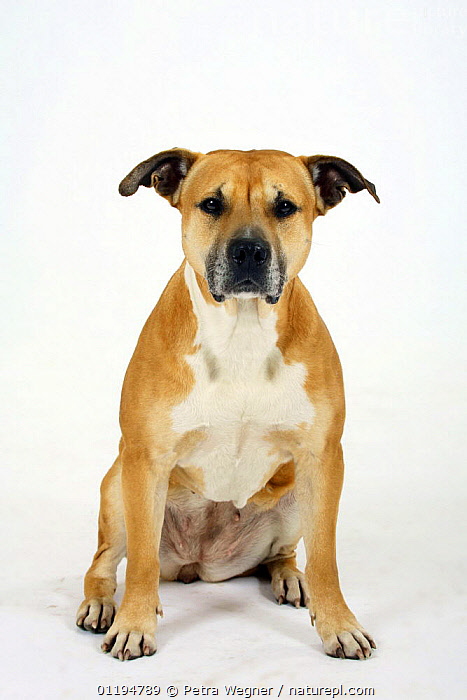 Stock photo of American Staffordshire Terrier / Staffy sitting portrait ...