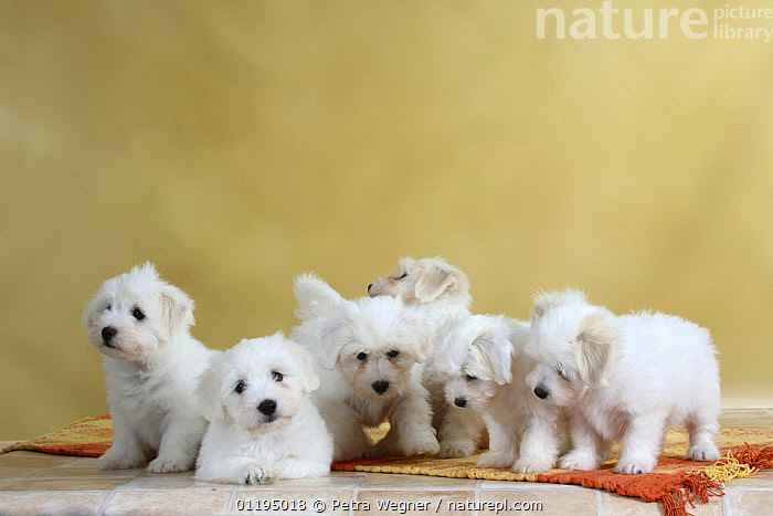 Coton best sale puppies available