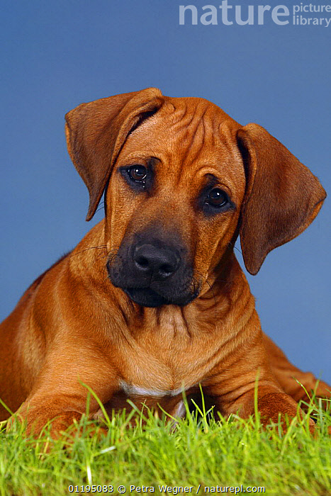 Rhodesian Ridgeback 3 Monate
