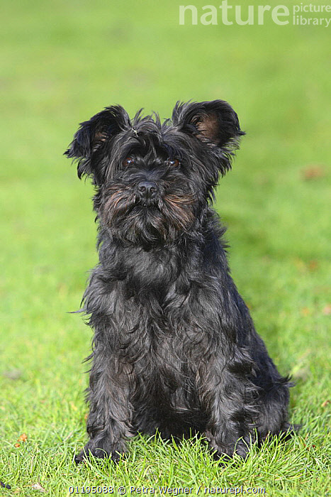 Stock Photo Of Ungroomed Black Miniature Schnauzer Sitting Portrait 