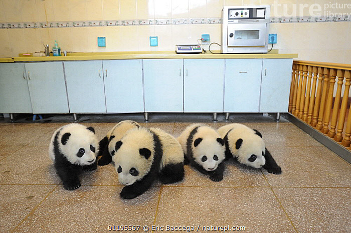 Stock photo of Group of Giant panda babies (Ailuropoda melanoleuca ...