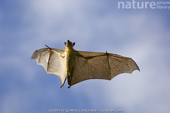 Stock photo of Straw-coloured fruit bat (Eidolon helvum) flying ...