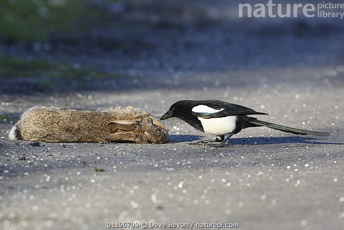 Stock photo of Magpie (Pica pica) feeding on dead rabbit beside road ...