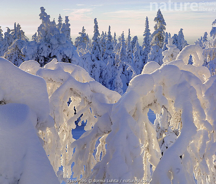 Stock photo of First rays of sun on snow laden branches in february ...