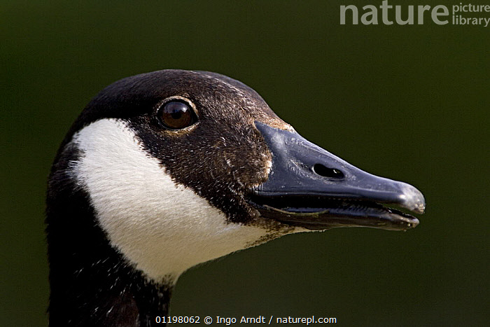 Canada goose clearance germany logo