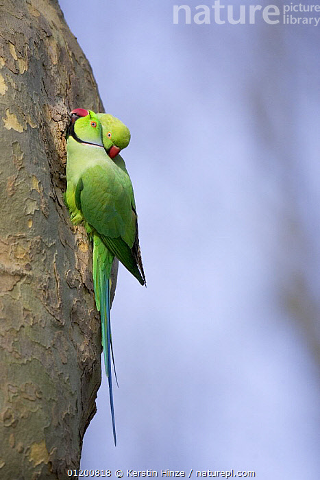 Rose-ringed Parakeet - Prakritinepal Blog - Birds of Nepal