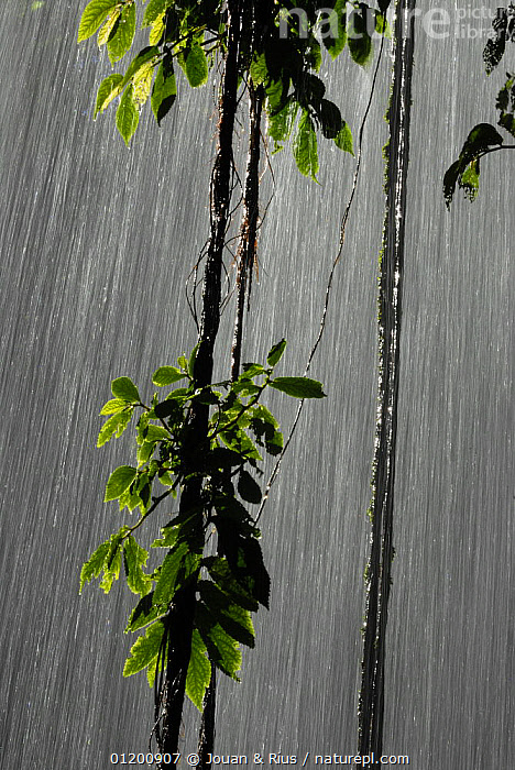 Stock photo of Water falling down waterfall in rainforest, Dorringo ...