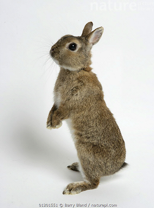 Stock photo of Dwarf domestic rabbit standing up on hind legs ...