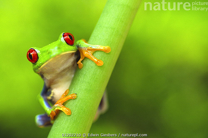 Red-eyed Tree Frog (Agalychnis callidryas)