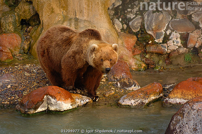 Stock photo of Kamchatka brown bear (Ursus arctos beringianus) at the ...
