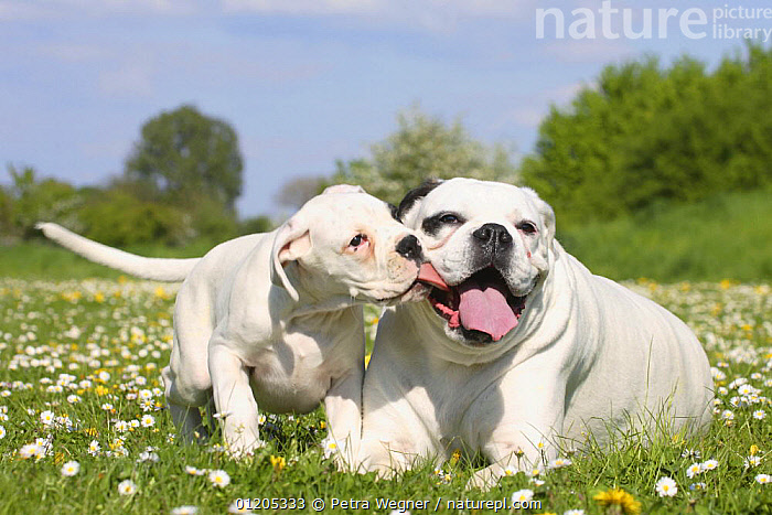 White german 2024 boxer dog