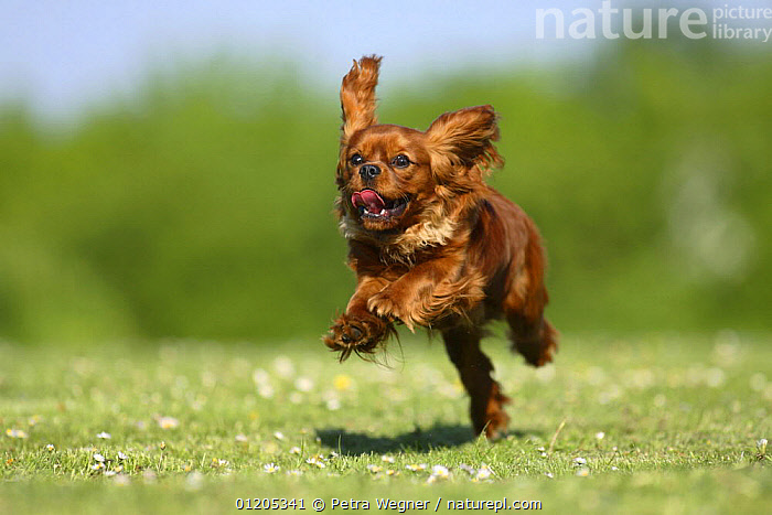 Cavalier King Charles Spaniel, Puppy, 14 Weeks, Ruby, Running on Beach,  Jumping' Photographic Print - Petra Wegner