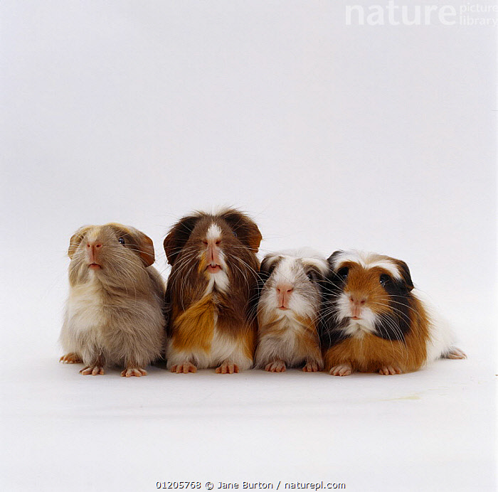 Stock Photo Of Female Crested Guinea Pig With Three Six week Babies UK stock-photo-of-female-crested-guinea-pig-with-three-six-week-babies-uk