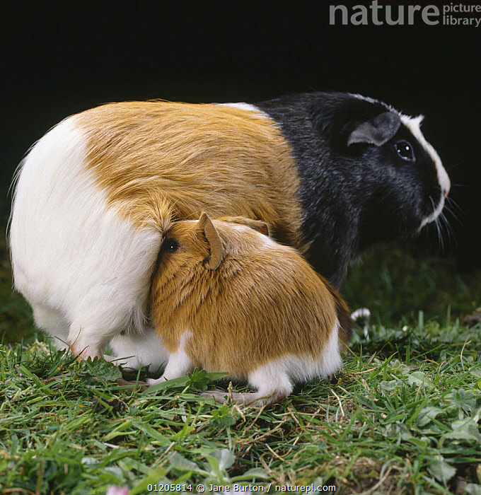 View of Guinea Pig Babies For Sale