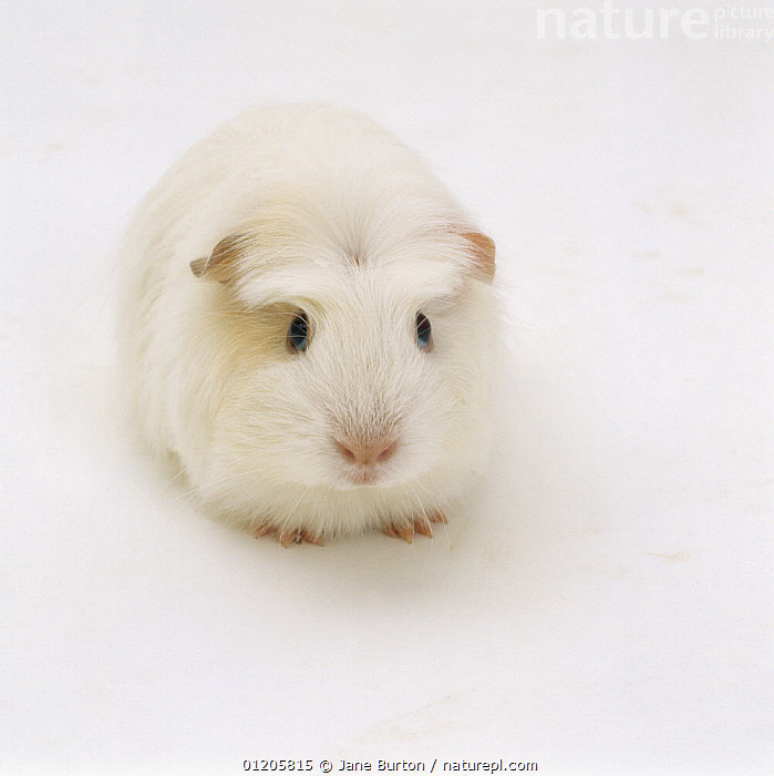 Pure white guinea sales pig