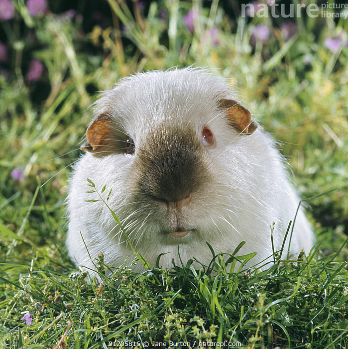 Stock photo of Himalayan Guinea pig, male. Available for sale on