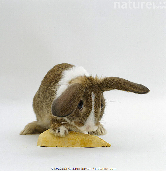 Stock photo of Agouti dutch rabbit gnawing at a mineral block. Available for sale on www.naturepl