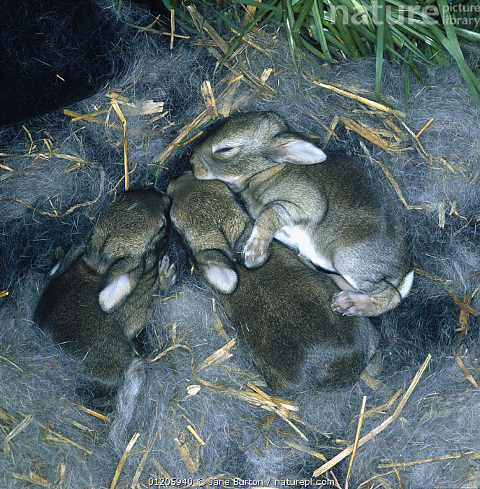 Stock photo of European wild rabbit {Oryctolagus cuniculus} three ...