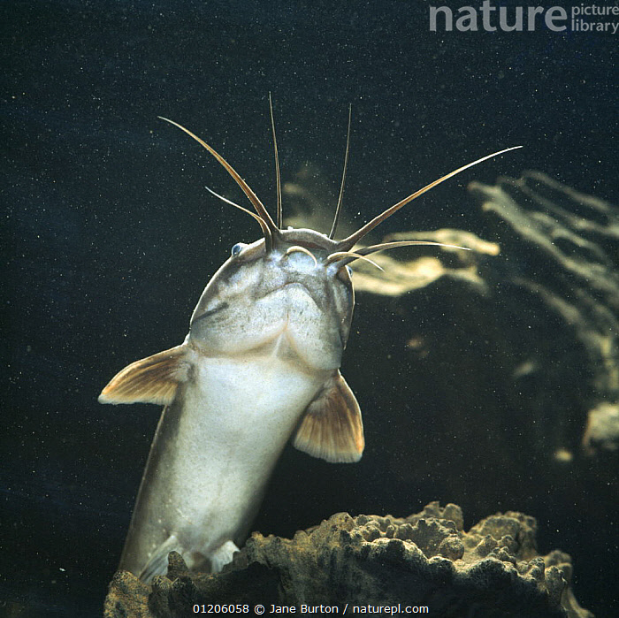 Stock Photo Of Clarias Catfish {Clarias Batrachus} Showing Barbels ...