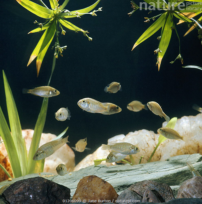 Stock Photo Of African Mouthbrooder Haplochromis Burtoni Young Fish