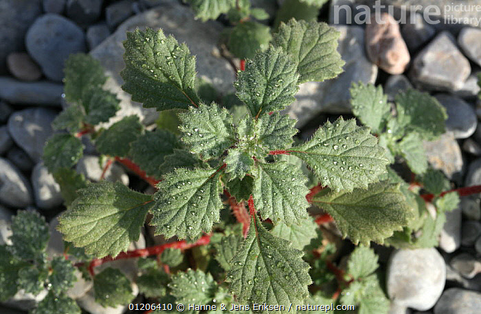 Stock photo of Velcro plant {Forsskaolea tenacissima} with dew, Ras Al  Khaimah, UAE. Available for sale on