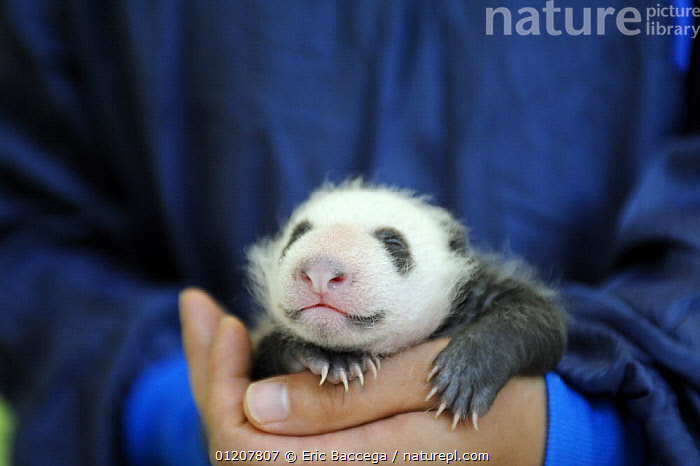 Stock photo of Keeper nursing a 3 weeks old baby panda at Bifengxia ...