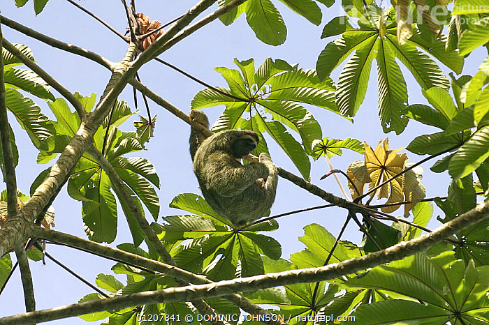 Stock photo of Brown throated three-toed sloth (Bradypus variegatus) in